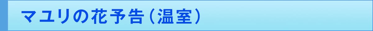 マユリの花予告(温室)